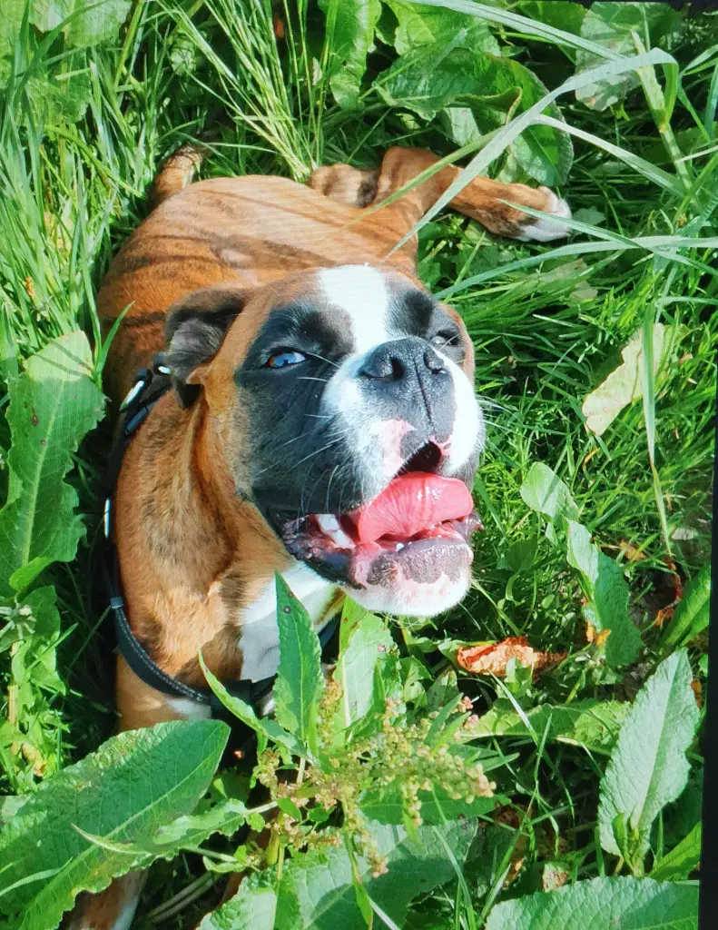 Andachtsbild von Karina und Jörg mit Floyd im ❤