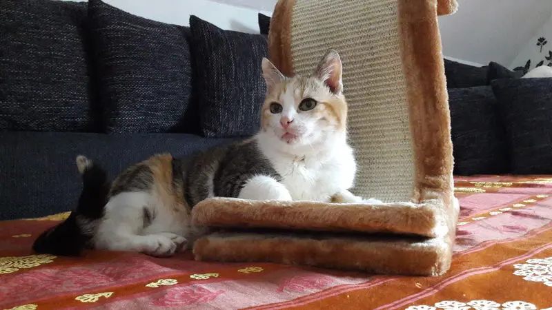 Condolence image of Katja mit Lucy