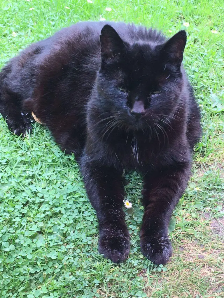 Image from Gismo