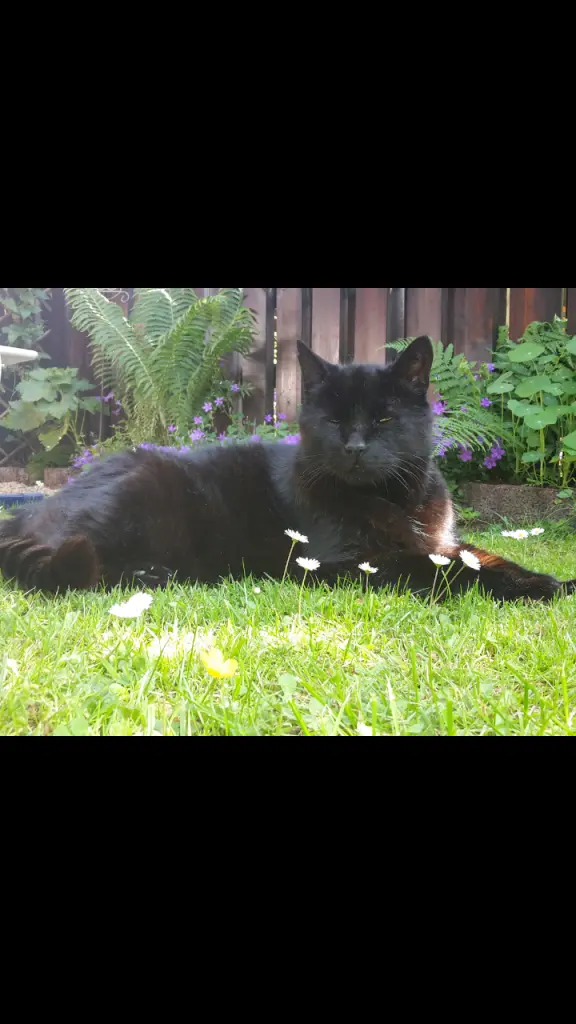 Image from Gismo