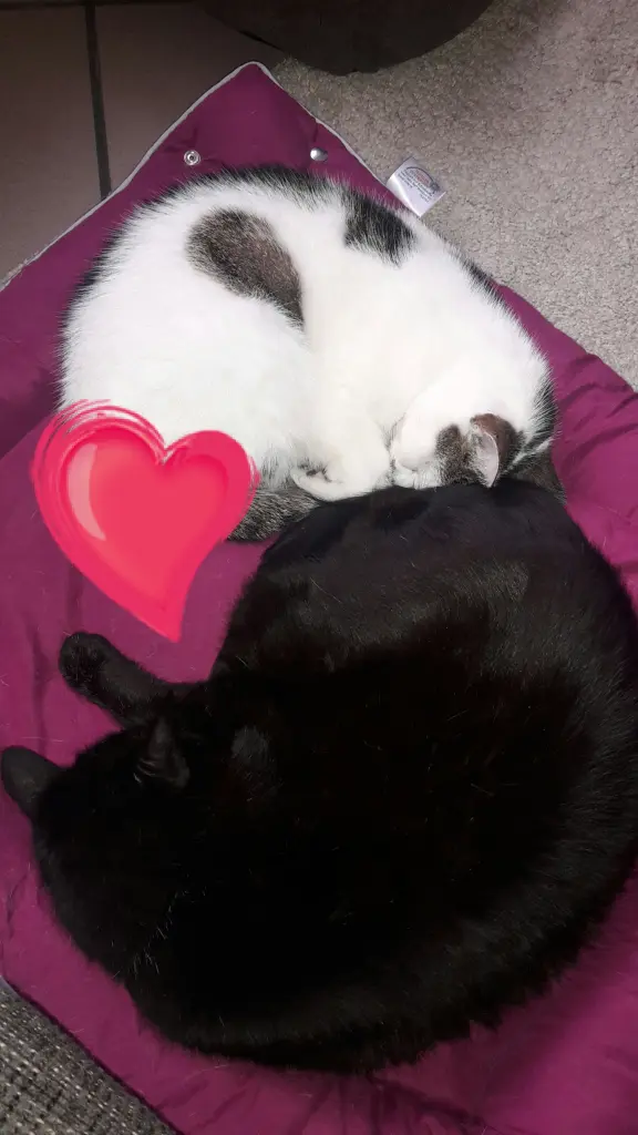 Image from Gismo
