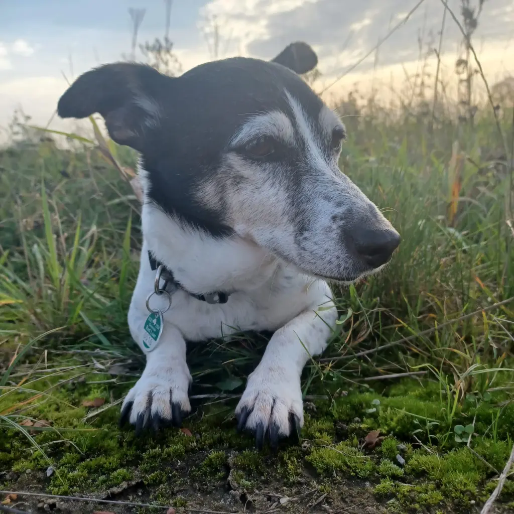 Andachtsbild von Jessica und Flocke