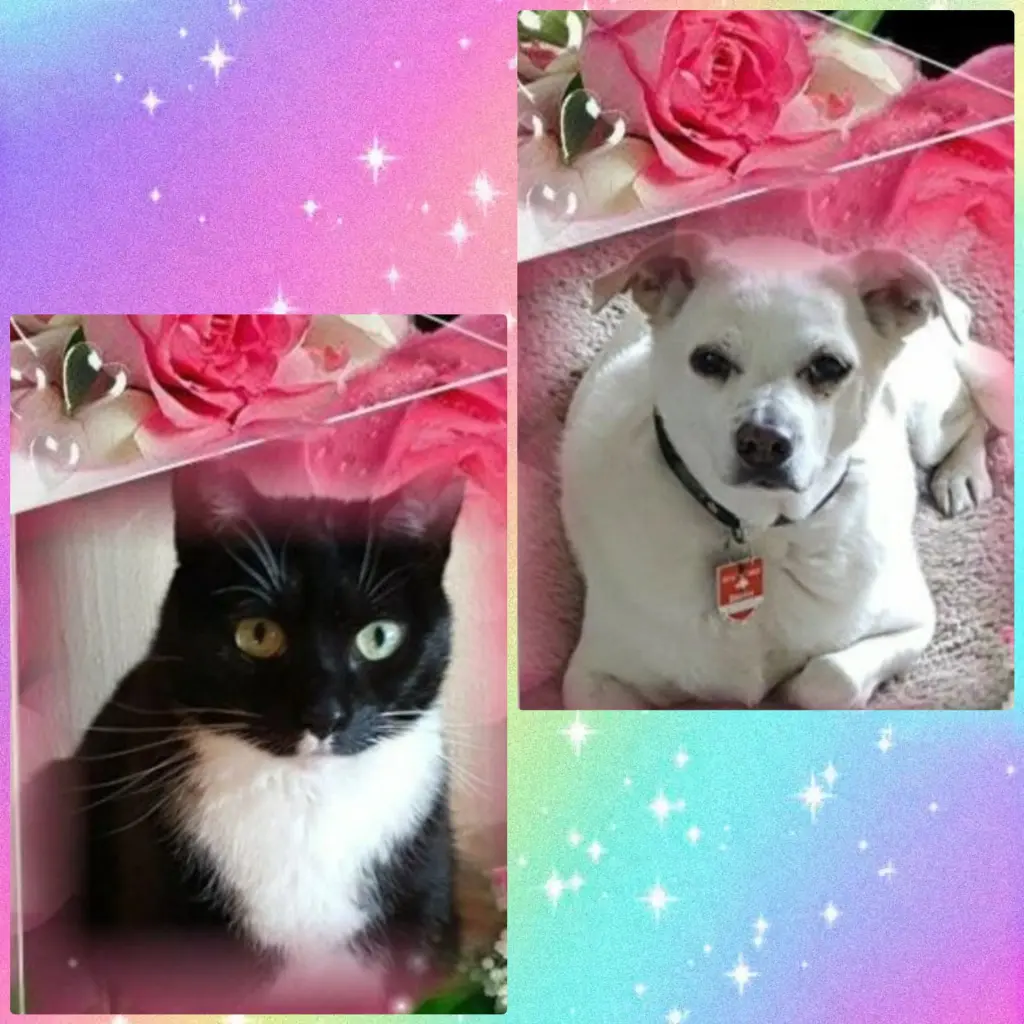Andachtsbild von Silke mit Seelenhund Cassy und Katzendame Joyce tief im Herzen ❤