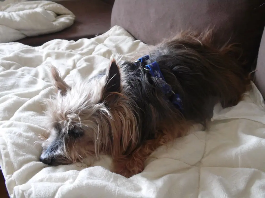 Image from Sammy