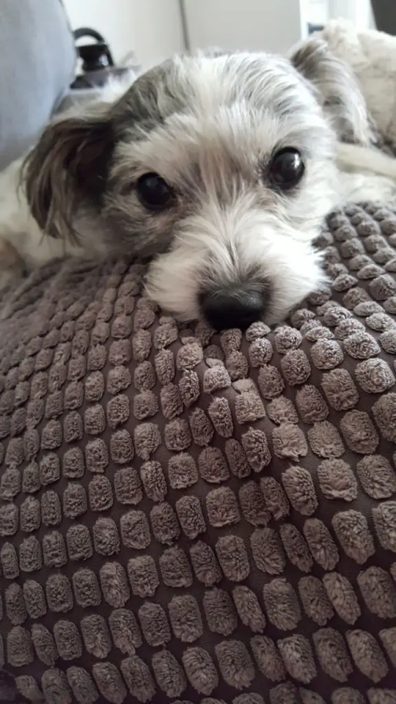 Andachtsbild von Regina mit Shila im Herzen ❤️