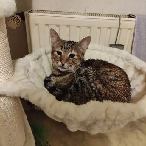 Andachtsbild von Sabine mit ratita im Herzen