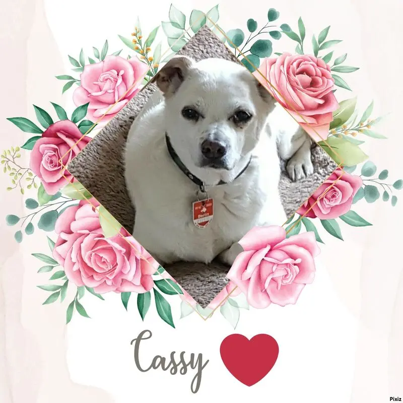 Andachtsbild von Silke mit Seelenhund Cassy und Katzendame Joyce tief im Herzen ❤