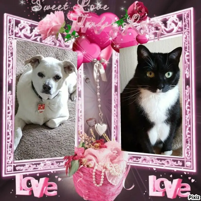 Andachtsbild von Silke mit Seelenhund Cassy und Katzendame Joyce tief im Herzen ❤