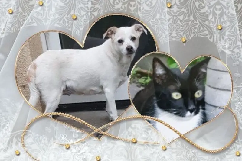 Andachtsbild von Silke mit Seelenhund Cassy und Katzendame Joyce tief im Herzen ❤