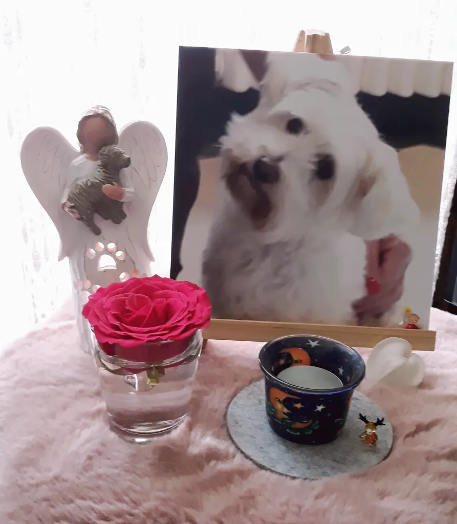 Andachtsbild von Martina mit Seelenhund Samy ♥️⭐♥️ für immer im Herzen