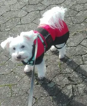 Andachtsbild von Martina mit Seelenhund Samy ♥️⭐♥️ für immer im Herzen