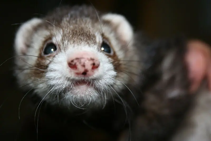 Andachtsbild von Unbekannt