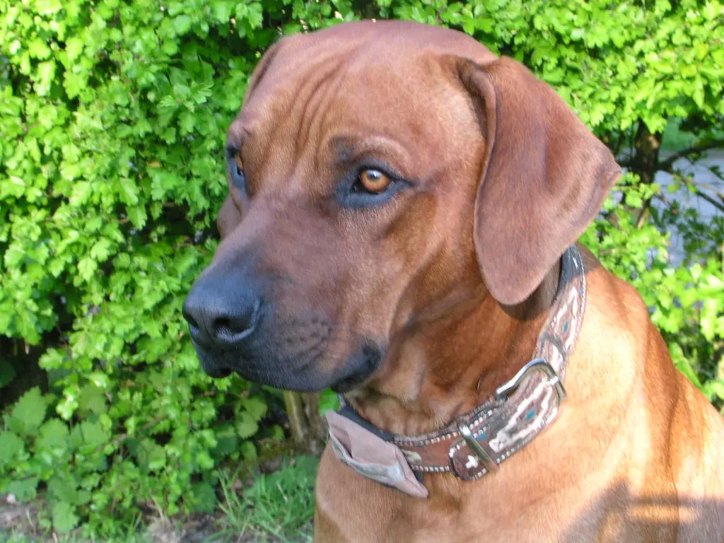 Condolence image of Britta