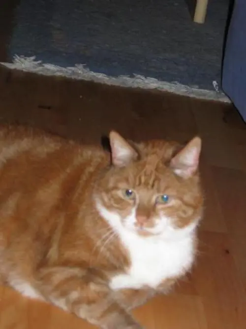 Image from Für meinen Tiger