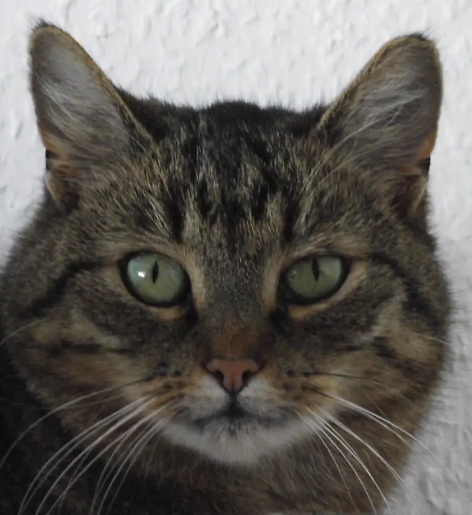 Image from Felina
