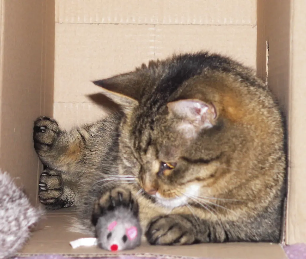 Image from Felina