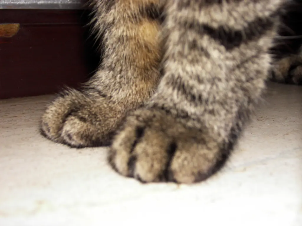 Image from Felina