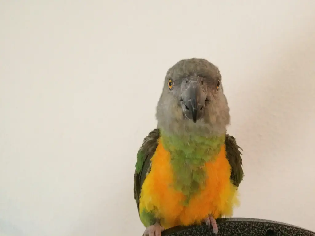 Andachtsbild von Barbara Susann mit Emma im Herzen