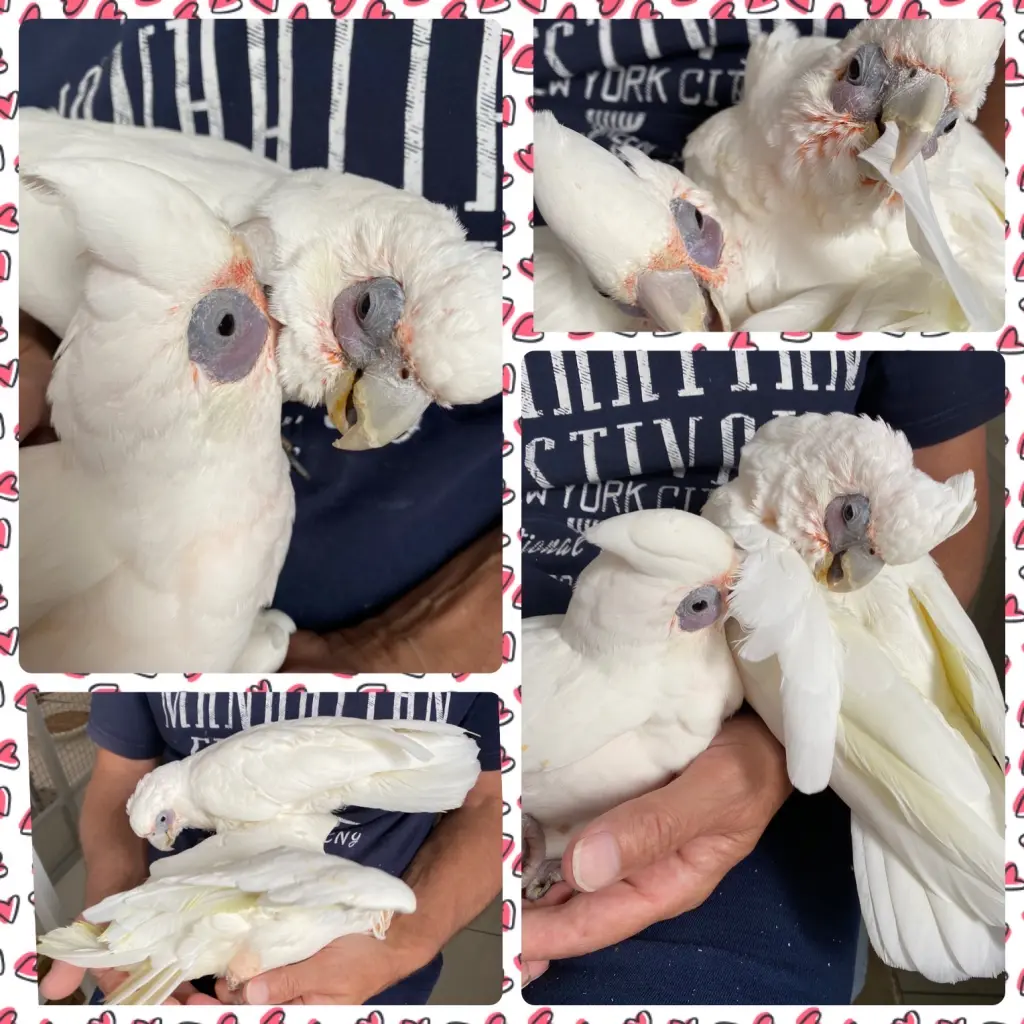 Andachtsbild von Andrea