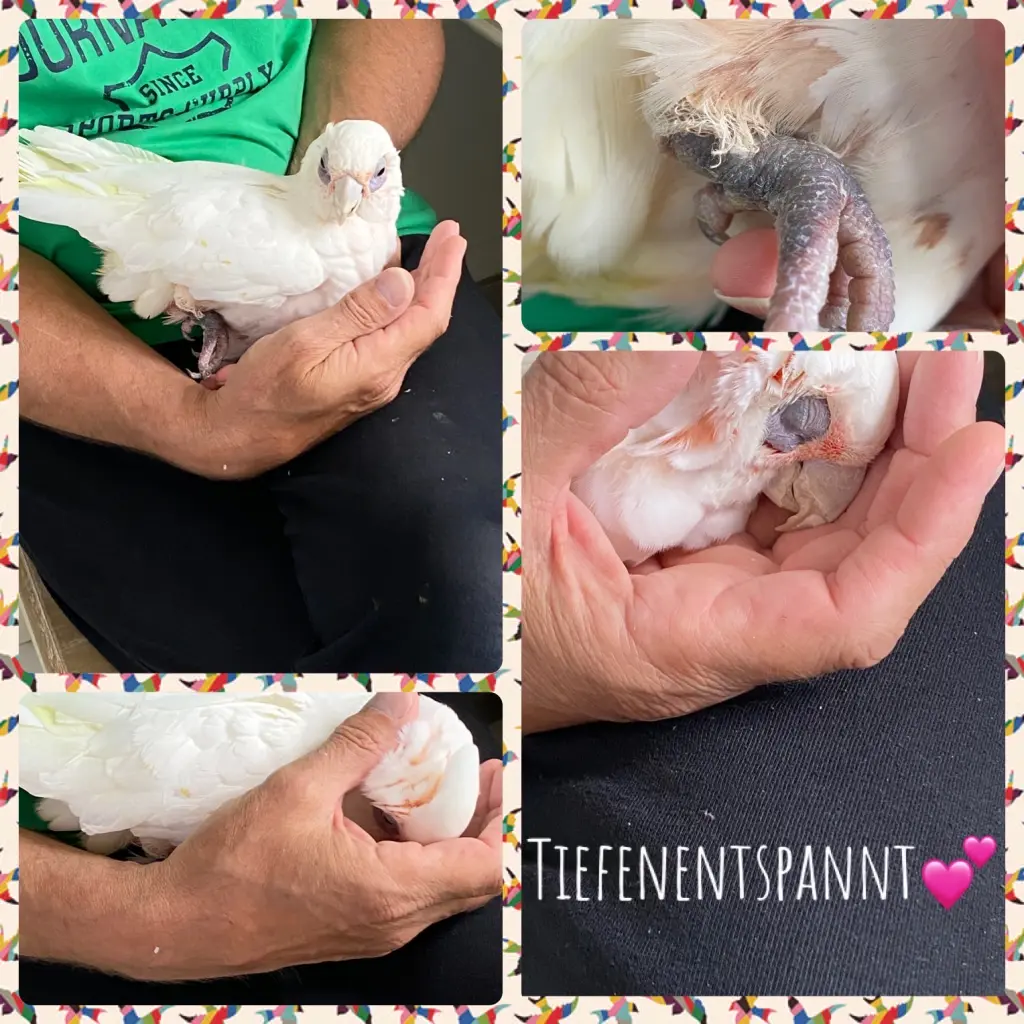 Andachtsbild von Andrea