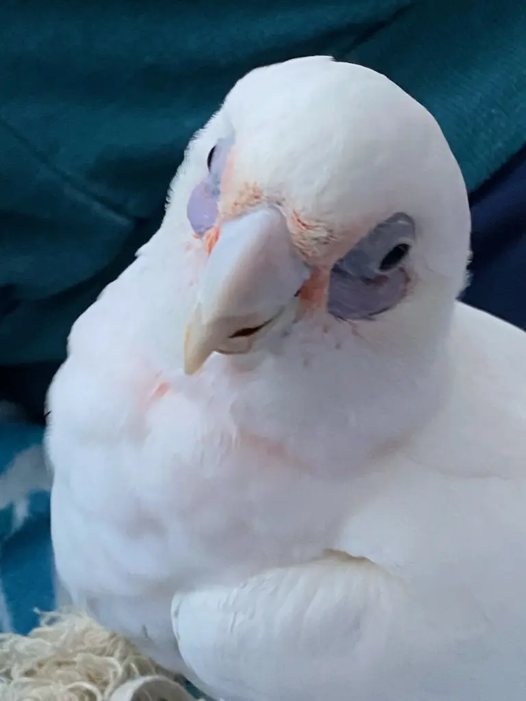 Andachtsbild von Andrea