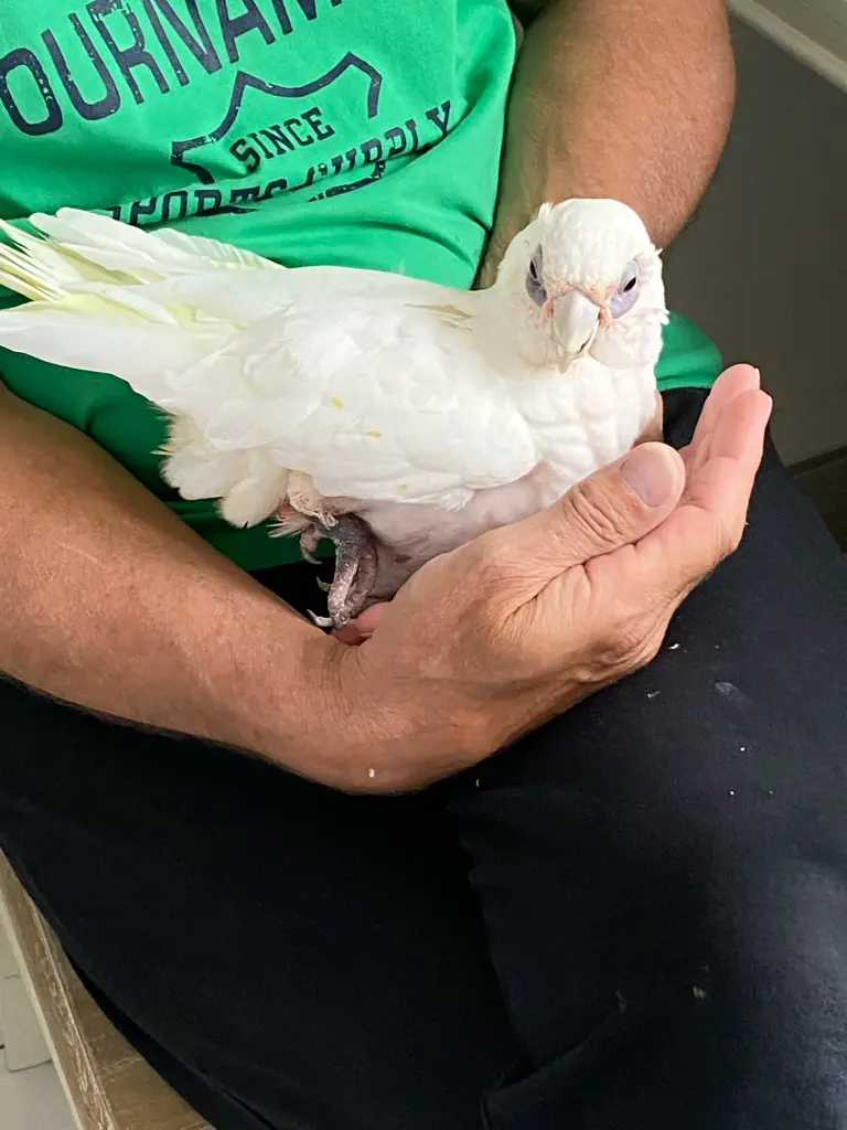 Andachtsbild von Andrea