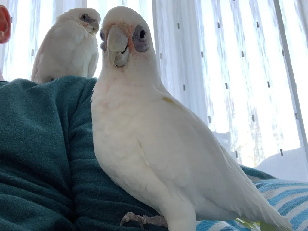 Andachtsbild von Andrea