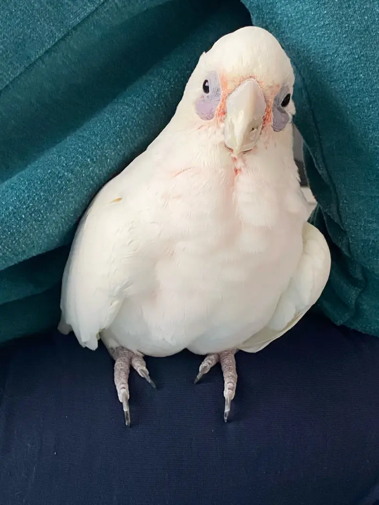 Andachtsbild von Andrea