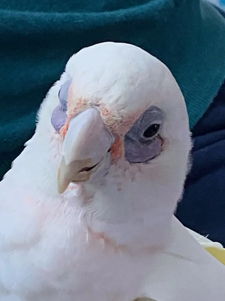 Andachtsbild von Andrea