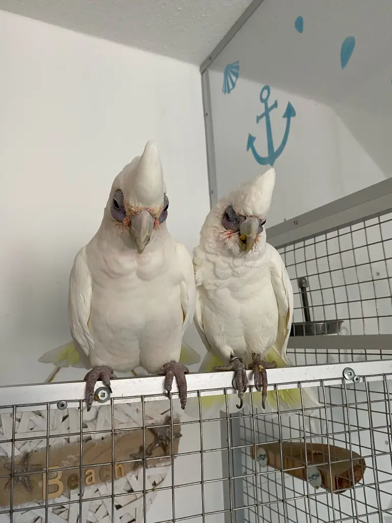 Andachtsbild von Andrea