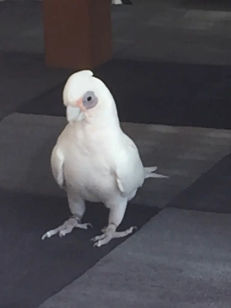 Andachtsbild von Unbekannt