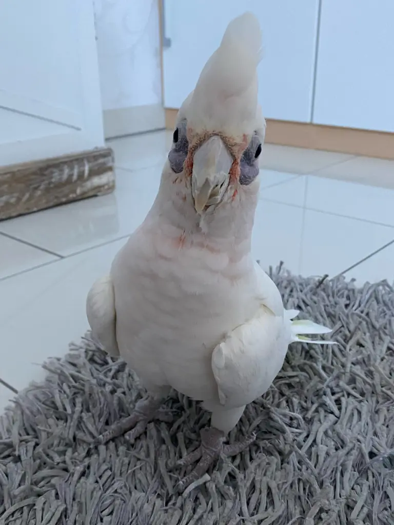 Andachtsbild von Andrea 