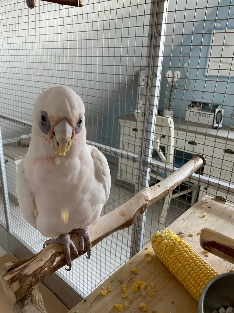 Andachtsbild von Andrea