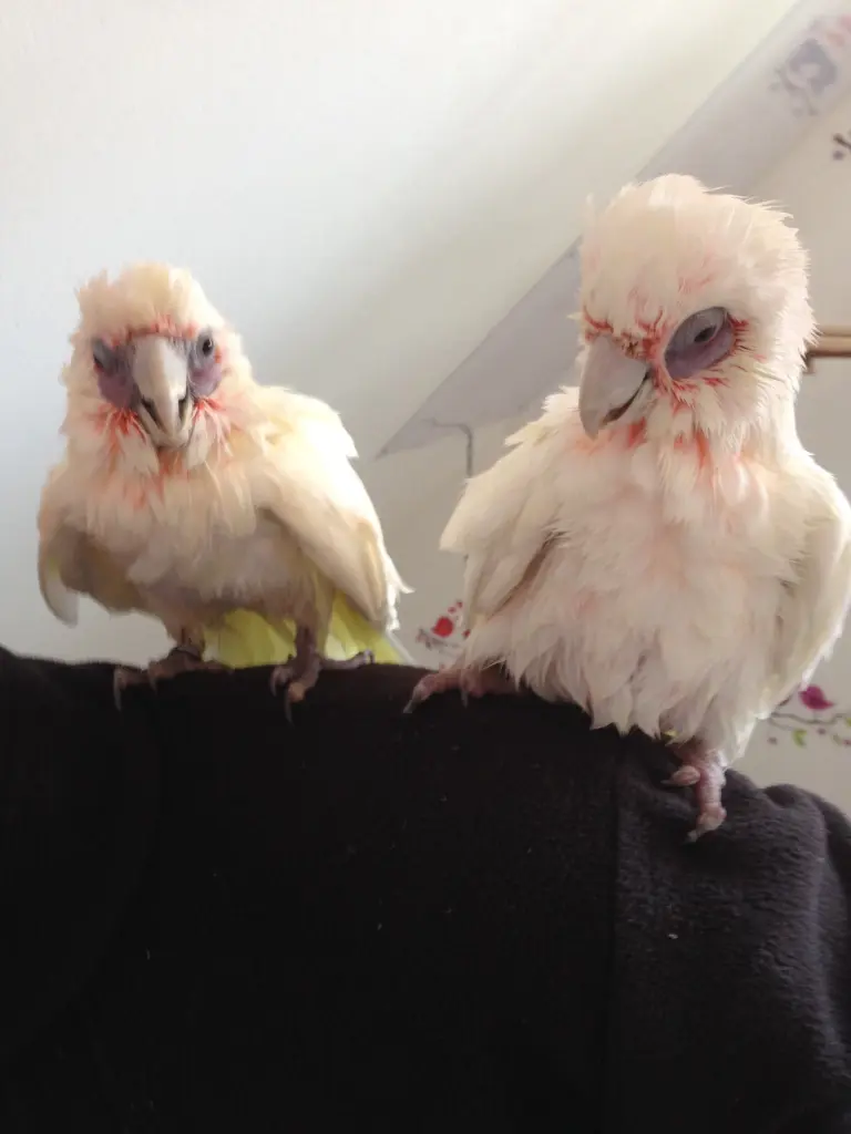 Andachtsbild von Andrea