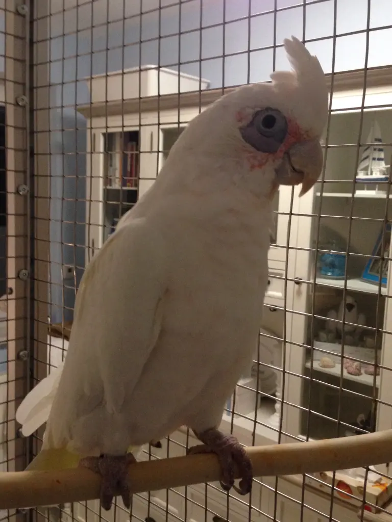 Andachtsbild von Andrea