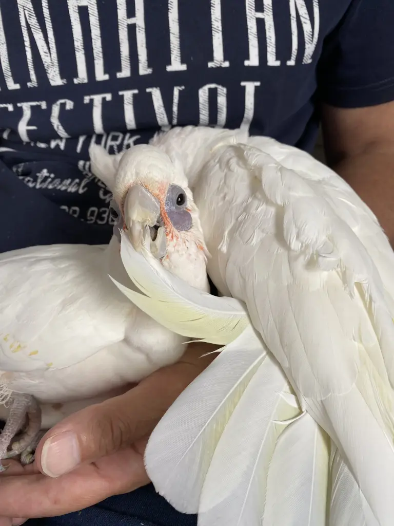 Andachtsbild von Andrea