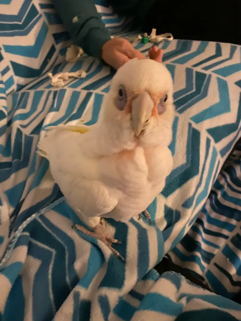 Andachtsbild von Andrea