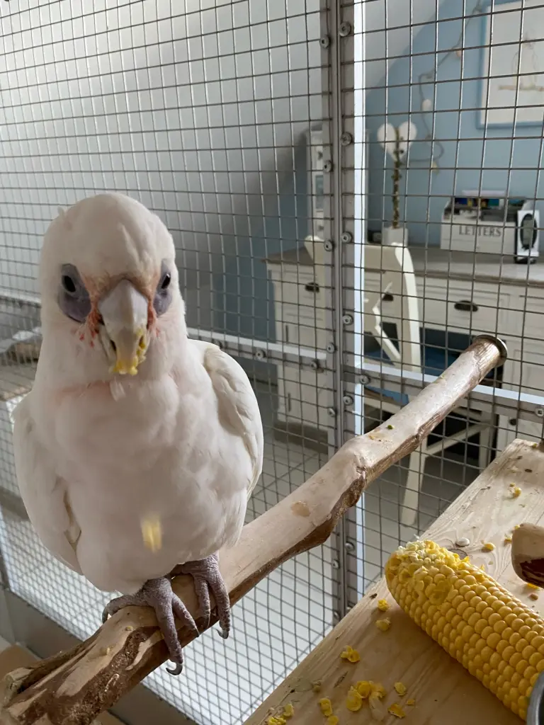 Andachtsbild von Andrea