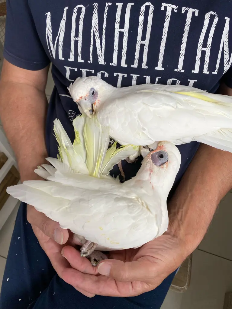 Andachtsbild von Andrea