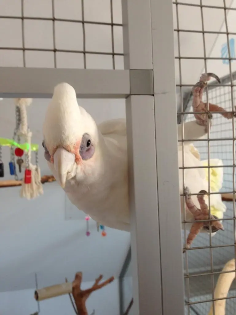 Andachtsbild von Andrea