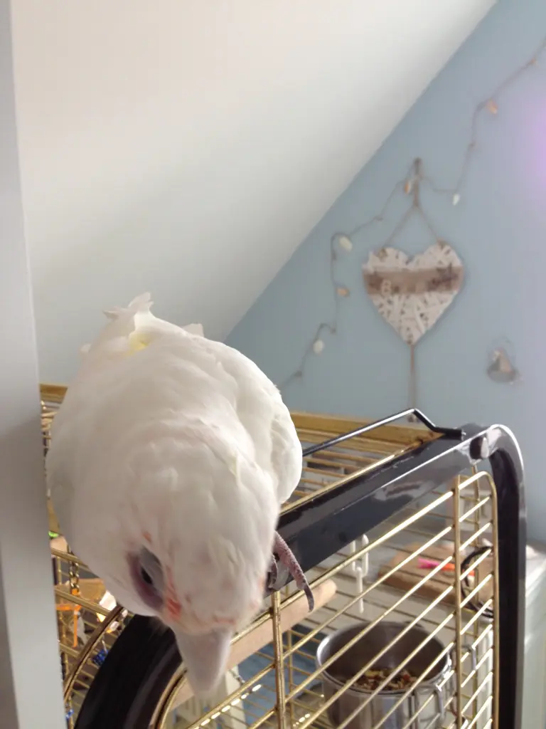 Andachtsbild von Andrea 