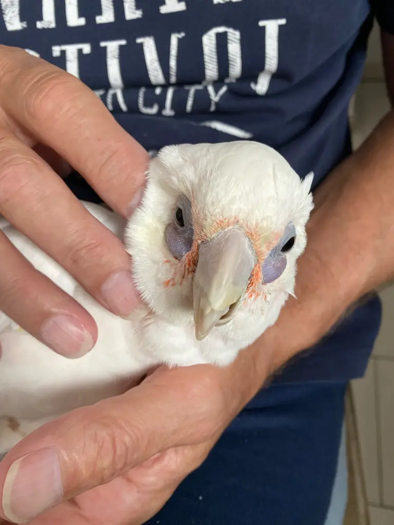 Andachtsbild von Andrea