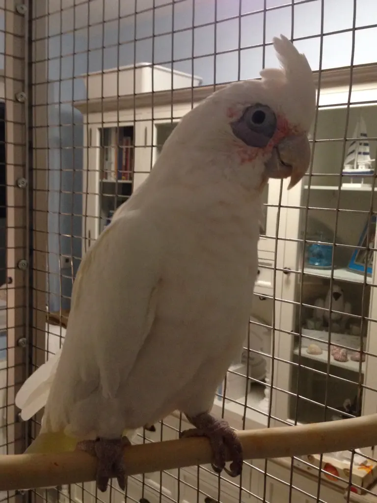 Andachtsbild von Andrea