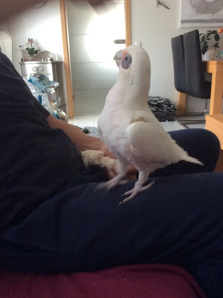 Andachtsbild von Andrea