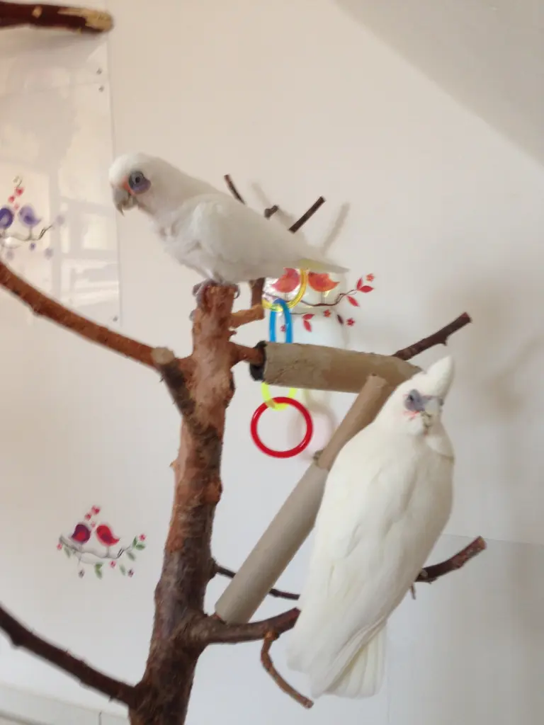 Andachtsbild von Andrea