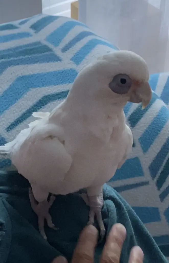 Andachtsbild von Andrea 