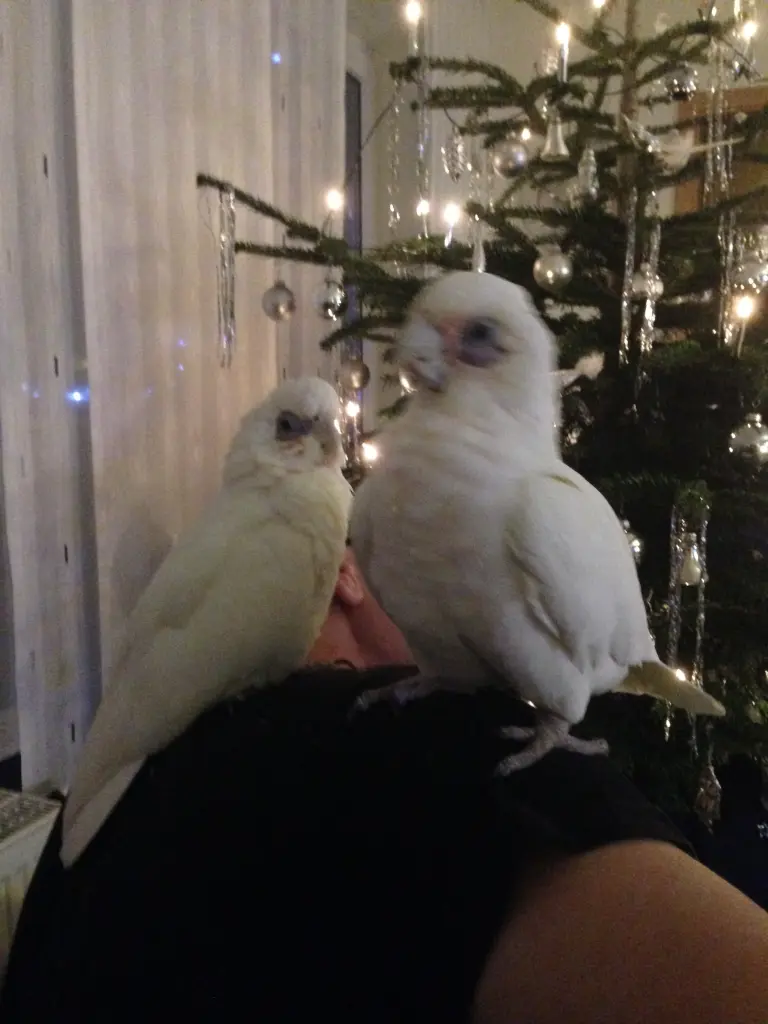 Andachtsbild von Andrea 