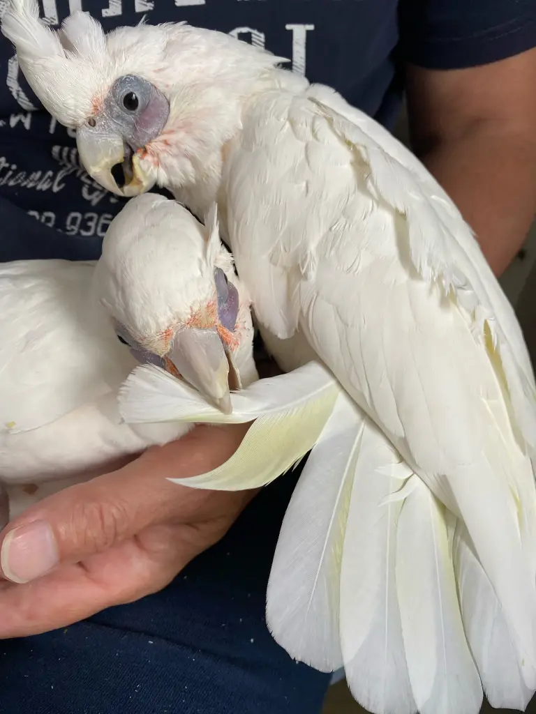 Andachtsbild von Andrea