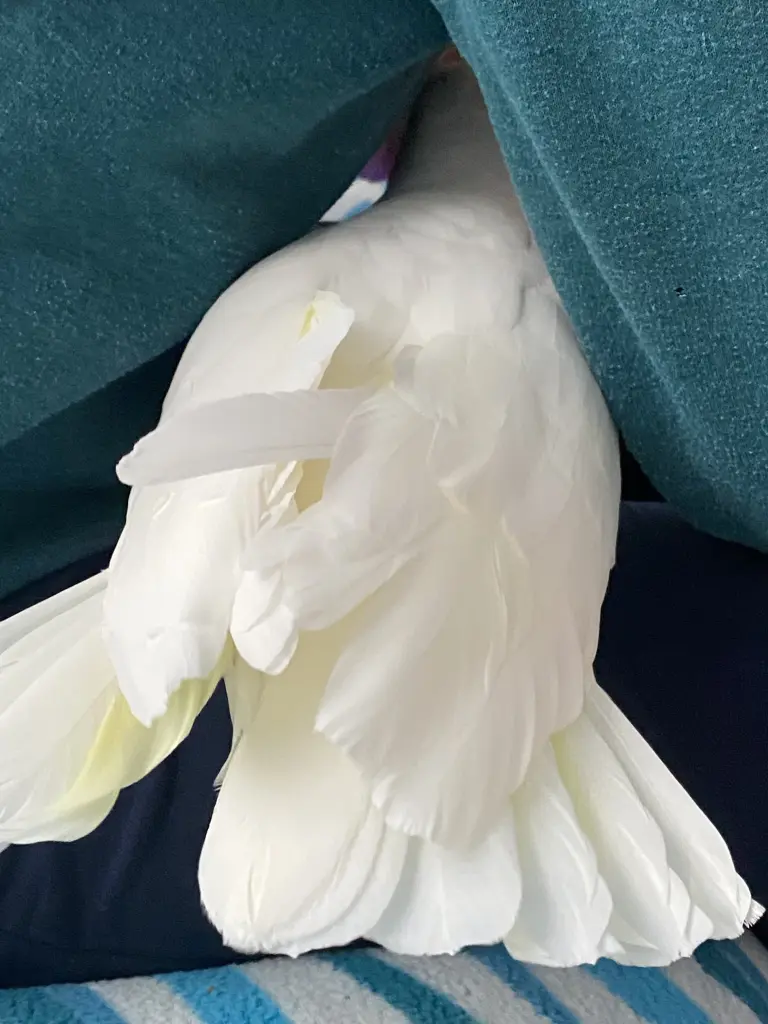 Andachtsbild von Andrea