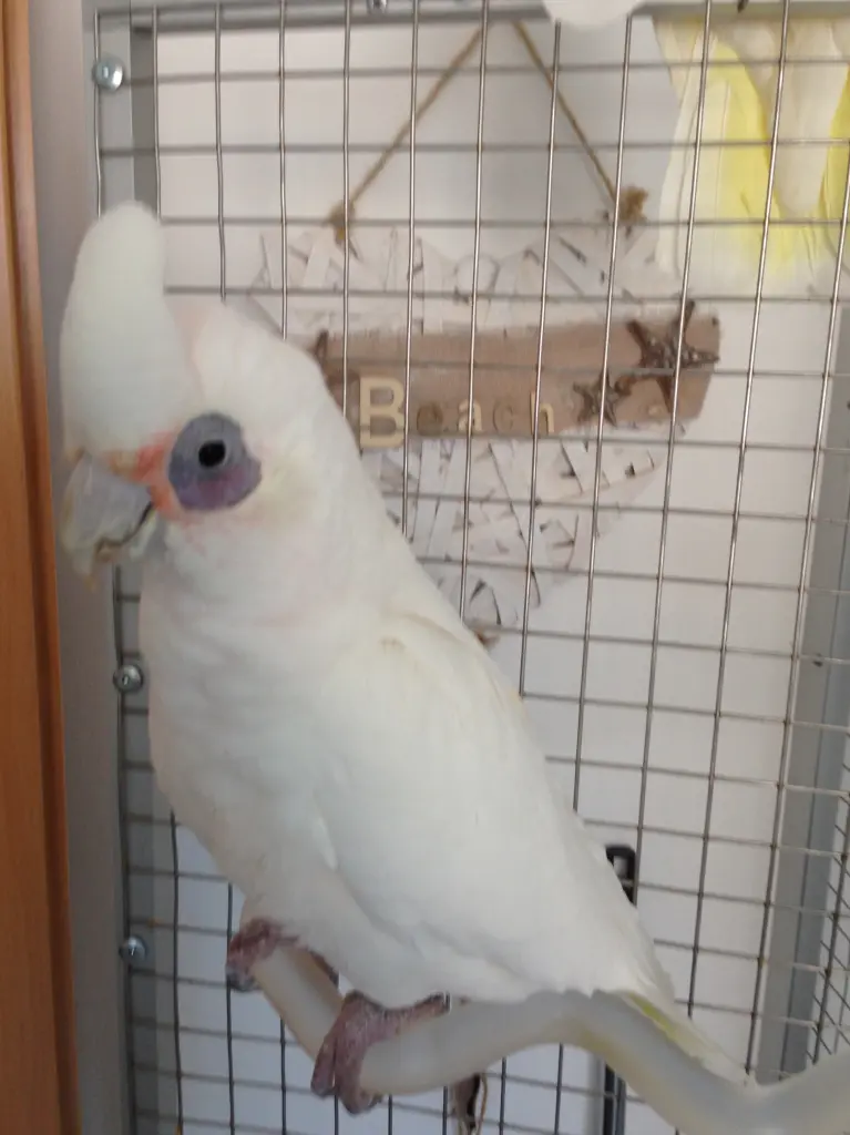 Andachtsbild von Andrea